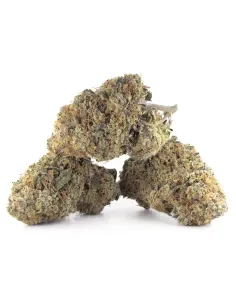 Fiori CBD OG Kush – Indoor Cannabis
