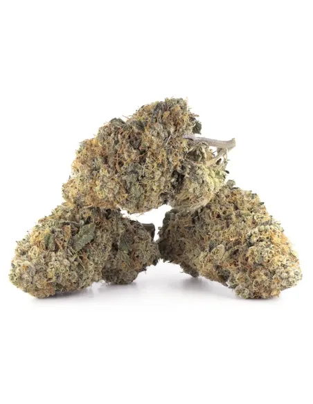 Fiori CBD OG Kush – Indoor Cannabis – vista principale