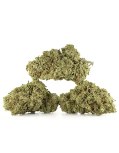 Fiori CBD Ice Cream Cookie – Indoor Cannabis