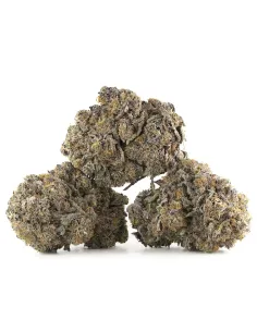 Fiori CBD Sour Tangie – Indoor Cannabis – vista principale