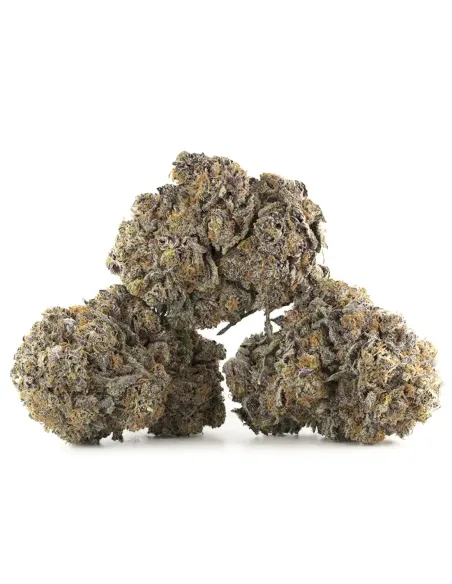 Fiori CBD Sour Tangie – Indoor Cannabis – vista principale