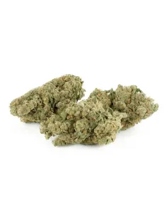 Fiori CBD Swiss Cheese – Indoor Cannabis – vista principale