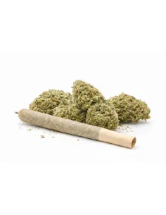 Pre-roll 10-OH-HHC Fiore Sorbetto