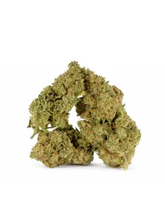 Blüte King Kong 𝗚𝗕𝗭+ – Premium‑Blüten & Wirkung | GBZ420