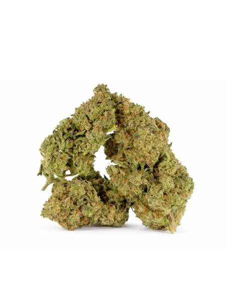 Blüte King Kong 𝗚𝗕𝗭+ – Premium‑Blüten & Wirkung | GBZ420