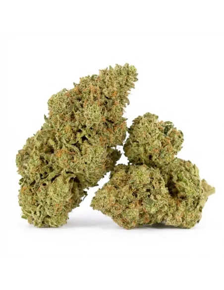 Fleur King Kong 𝗚𝗕𝗭+ – Fleur premium & effets | GBZ420