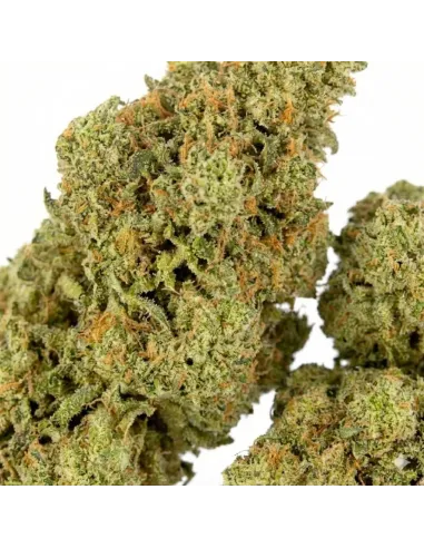 Fleur King Kong 𝗚𝗕𝗭+ – Fleur premium & effets | GBZ420