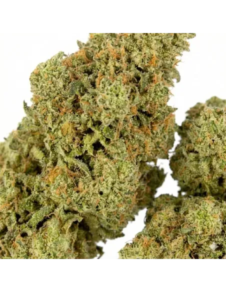 Fleur King Kong 𝗚𝗕𝗭+ – Fleur premium & effets | GBZ420