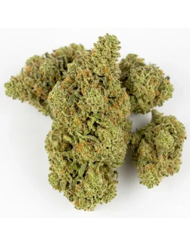 Blüte King Kong 𝗚𝗕𝗭+ – Premium‑Blüten & Wirkung | GBZ420