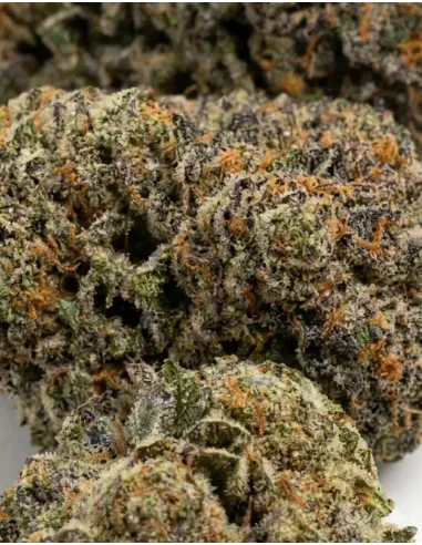 Fleur Skywalker OG 𝗚𝗕𝗭+ – gros plan