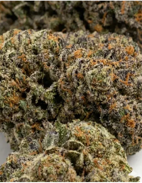 Fleur Skywalker OG 𝗚𝗕𝗭+ – gros plan
