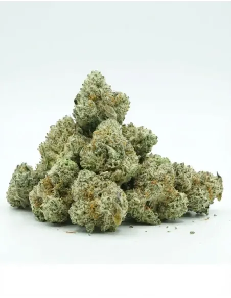 Fiore Sugar Cream GBZ – vista principale