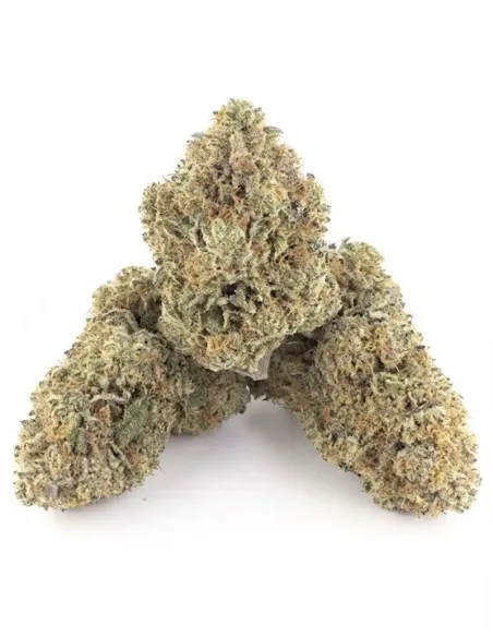Fiori CBD OG Kush – Indoor Cannabis – lato