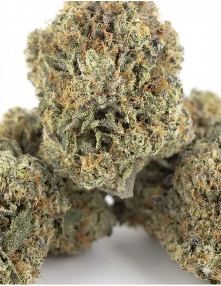 Fiori CBD OG Kush – Indoor Cannabis – primo piano