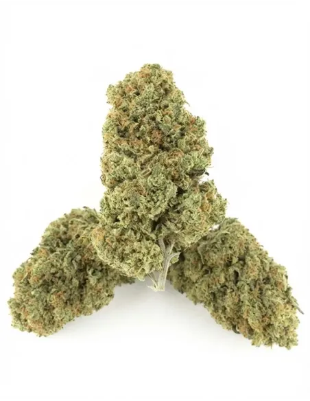 Fiori CBD Ice Cream Cookie – Indoor Cannabis – lato