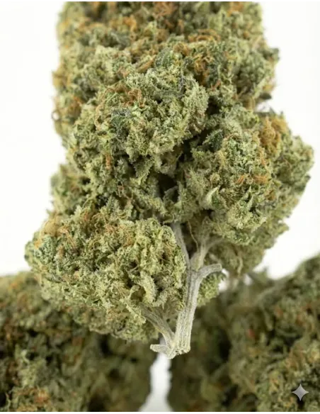 Fiori CBD Ice Cream Cookie – Indoor Cannabis – primo piano