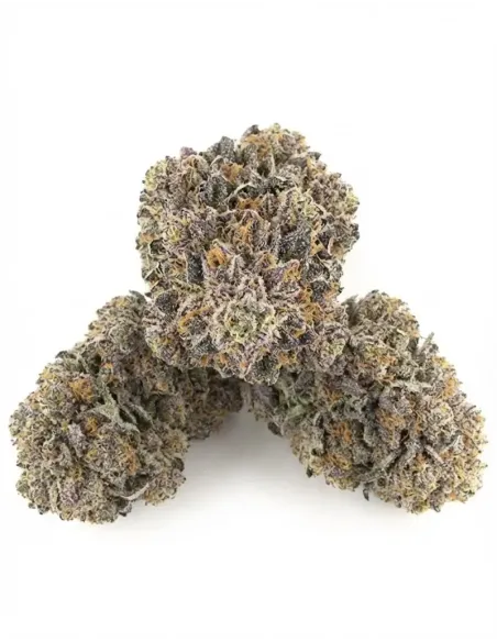 Fiori CBD Sour Tangie – Indoor Cannabis – lato