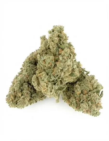 Fiori CBD Swiss Cheese – Indoor Cannabis – lato