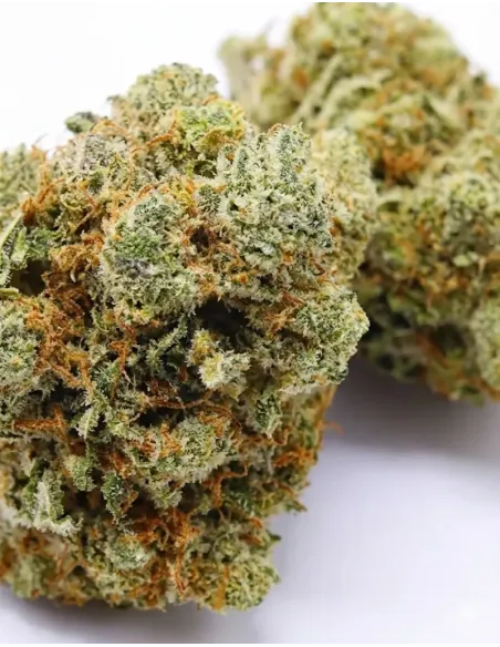 Fiori CBD Skittlez – Indoor Cannabis – primo piano
