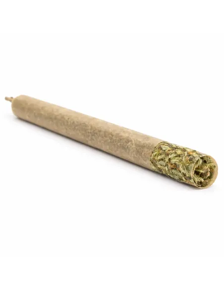 Pre-Roll 10-OH-HHC Fiore Blueberry – interno