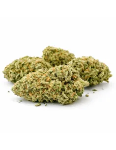 THCX Fleur Sorbetto | Saveur premium intense