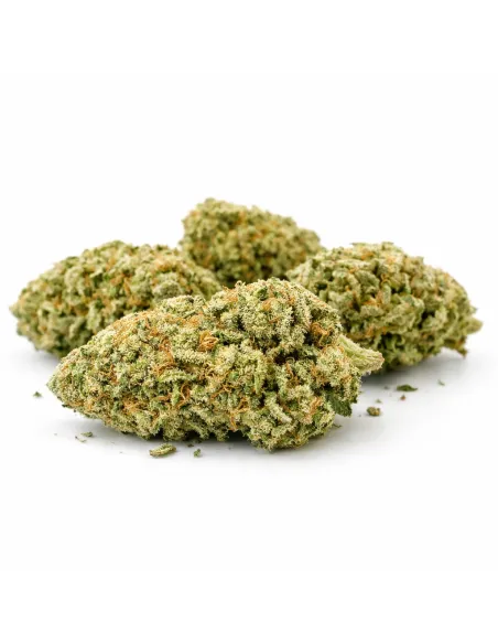 THCX Blüte Sorbetto | Intensiver Premiumgenuss