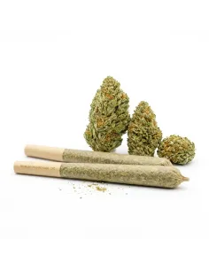 THCX Pre-Roll Blueberry | Premium Intensität