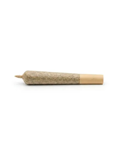 Pré-Roll THCX Skywalker OG | Puissance premium