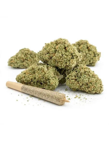 THCX Pre-Roll Girl Scout Cookie | Premium Intensität