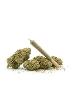 THCX Pre-Roll Sorbetto | Premium Intensität