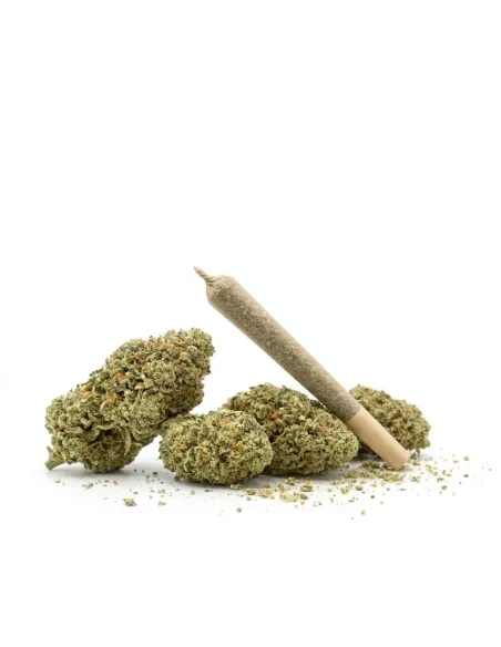 THCX Pre-Roll Sorbetto main