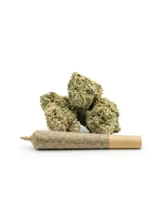 Pré-Roll THCX Lemonade | Intensité premium