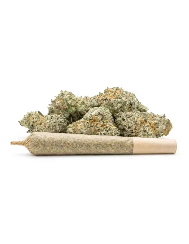 THCX Pre-Roll Sugar Cream main