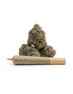 THCX Pre-Roll Bullet Kush | Premium Power