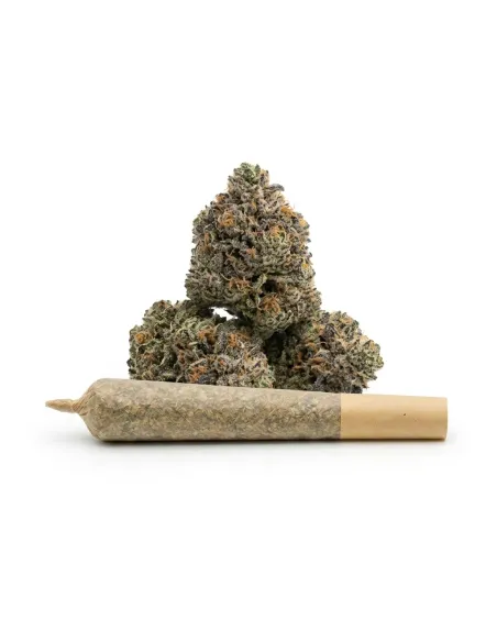 Pré-Roll THCX Bullet Kush | Puissance premium