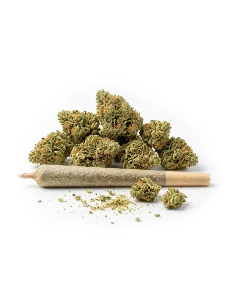 Pré-Roll THCX Silver Haze Small Buds | Premium