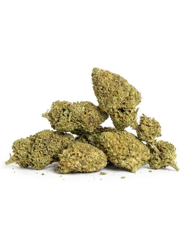 THCX Blüte Girl Scout Cookie | Premium Stärke