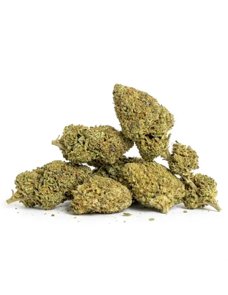 THCX Blüte Girl Scout Cookie | Premium Stärke