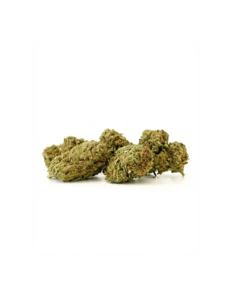 THCX Fleur Sorbetto | Saveur premium intense