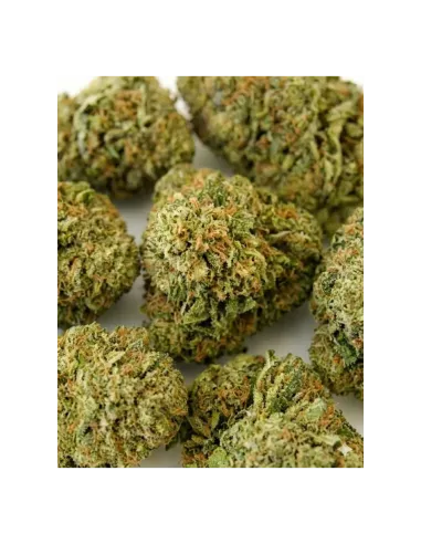 THCX Blüte Sorbetto | Intensiver Premiumgenuss