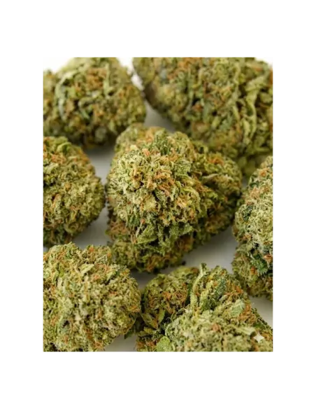 THCX Flower Sorbetto closeup