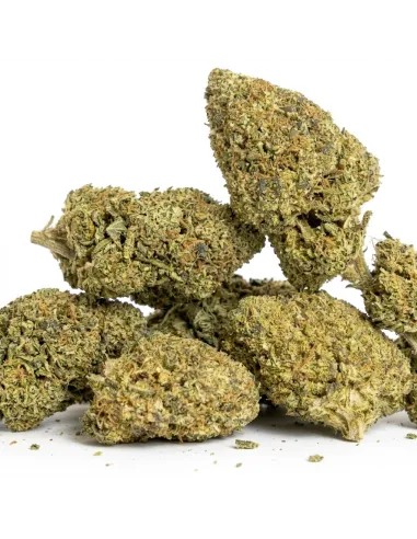 THCX Blüte Girl Scout Cookie | Premium Stärke