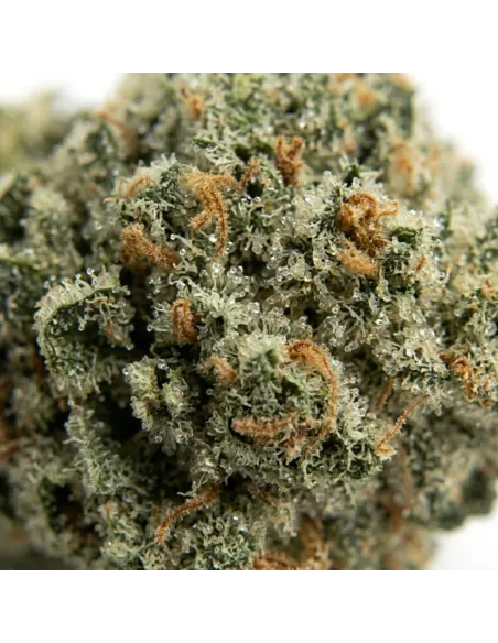 THCX Flower Lemonade closeup