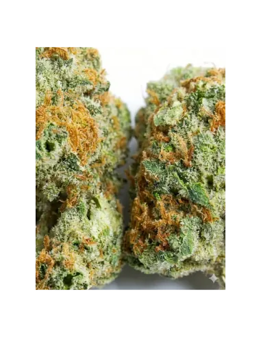 THCX Fleur Sugar Candy | Douceur intense premium