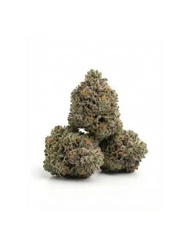 Meta title: THCX Fleur Bullet Kush | Puissance premium