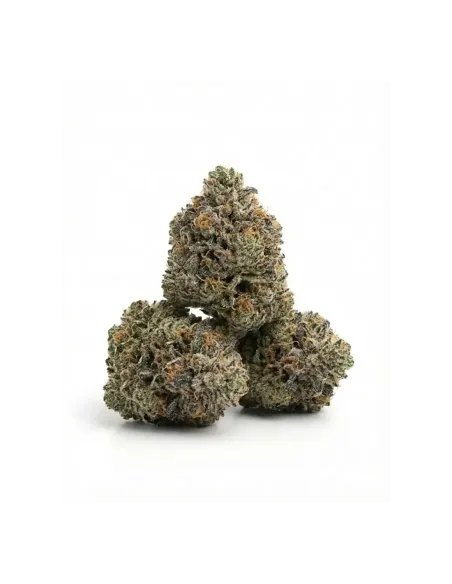 Meta title: THCX Fleur Bullet Kush | Puissance premium