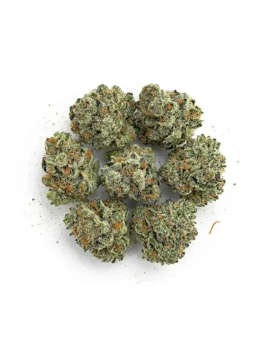 THCX Fleur Silver Haze Small Buds | Premium