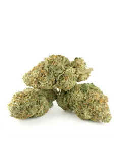 THCX Blüten Tropicana