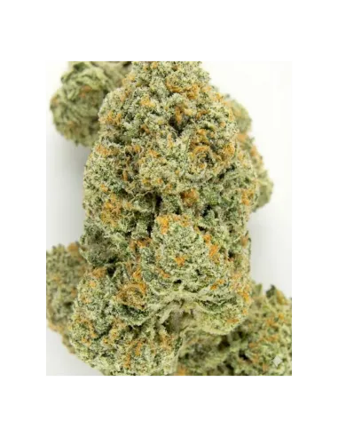 THCX Fleur Tropicana