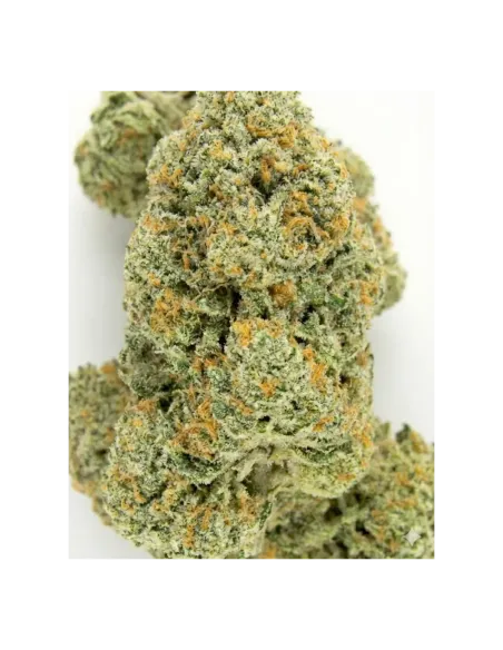 THCX Fleur Tropicana